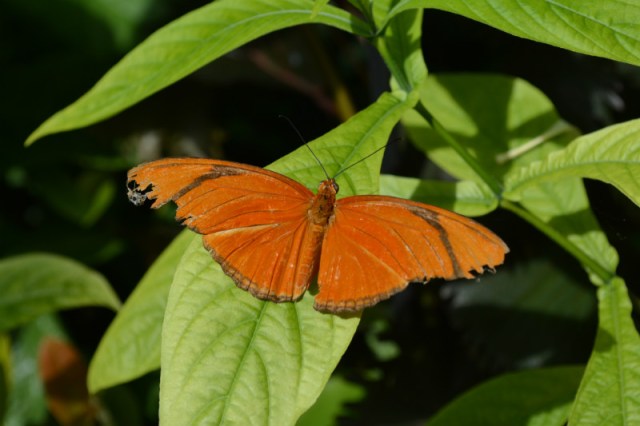 Phipps Conservatory Butterfly