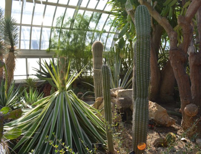 Phipps Conservatory Cactus