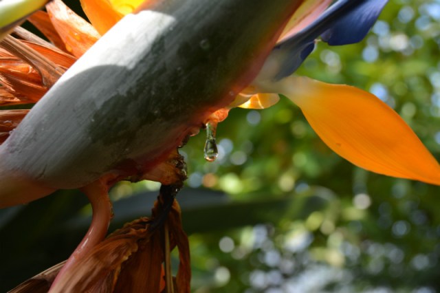 Phipps Conservatory Drip